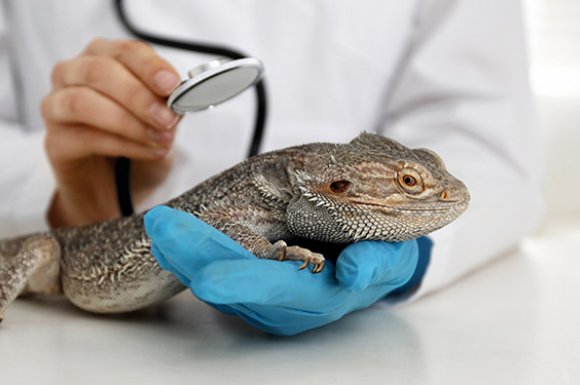Clinique vétérinaire pour le traitement et le soin des reptiles (Serpent, lézard...) à Orvault