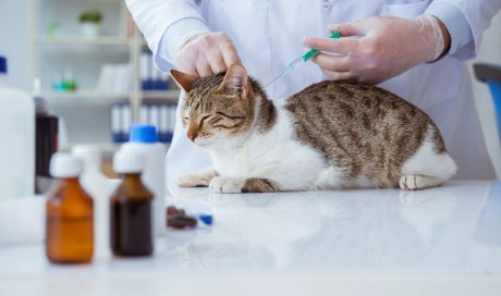 Vaccination de chat à Orvault